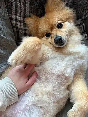 Name Pomeranian Dog Biscuit