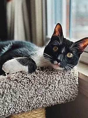 Name American Shorthair Cat Basil