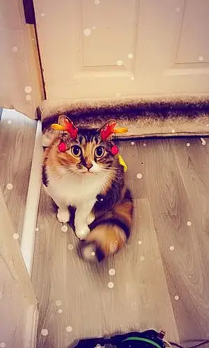 Name Oriental Longhair Cat Bubbles