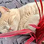 Cat, Felidae, Carnivore, Comfort, Small To Medium-sized Cats, Whiskers, Fawn, Snout, Tail, Close-up, Furry friends, Domestic Short-haired Cat, Event, Carmine, Grass, Nap, Terrestrial Animal, Thread, Claw, Sitting