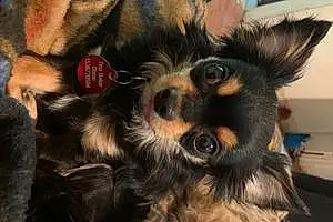 Name Chihuahua Dog Dixon
