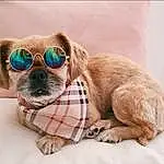 Glasses, Dog, Goggles, Sunglasses, Dog breed, Dog Supply, Vision Care, Carnivore, Pet Supply, Collar, Liver, Comfort, Companion dog, Fawn, Working Animal, Whiskers, Dog Collar, Eyewear, Snout
