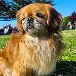 Hair, Dog, Plant, Eyes, Sky, Dog breed, Liver, Carnivore, Grass, Tree, Companion dog, Fawn, Snout, Canidae, Furry friends, Terrestrial Animal, Flower, Toy Dog