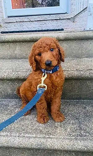 Name Goldendoodle Dog Farley