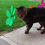 Cat, Felidae, Carnivore, Small To Medium-sized Cats, Fawn, Whiskers, Terrestrial Animal, Road Surface, Asphalt, Tail, Snout, Tar, Plant, Domestic Short-haired Cat, Black cats, Furry friends, Grass, Paw
