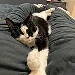 Cat, Leg, Comfort, Felidae, Carnivore, Ear, Jaw, Small To Medium-sized Cats, Gesture, Whiskers, Lap, Snout, Tail, Furry friends, Nail, Paw, Domestic Short-haired Cat, Companion dog, Canidae, Claw