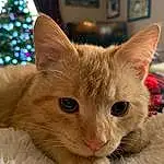 Cat, Eyes, Felidae, Carnivore, Small To Medium-sized Cats, Christmas Tree, Picture Frame, Whiskers, Fawn, Snout, Domestic Short-haired Cat, Event, Furry friends, Cat Supply, Cat Furniture, Christmas, Holiday, Tree, Christmas Decoration, Comfort