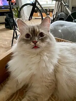 Name Siberian Cat Lilac