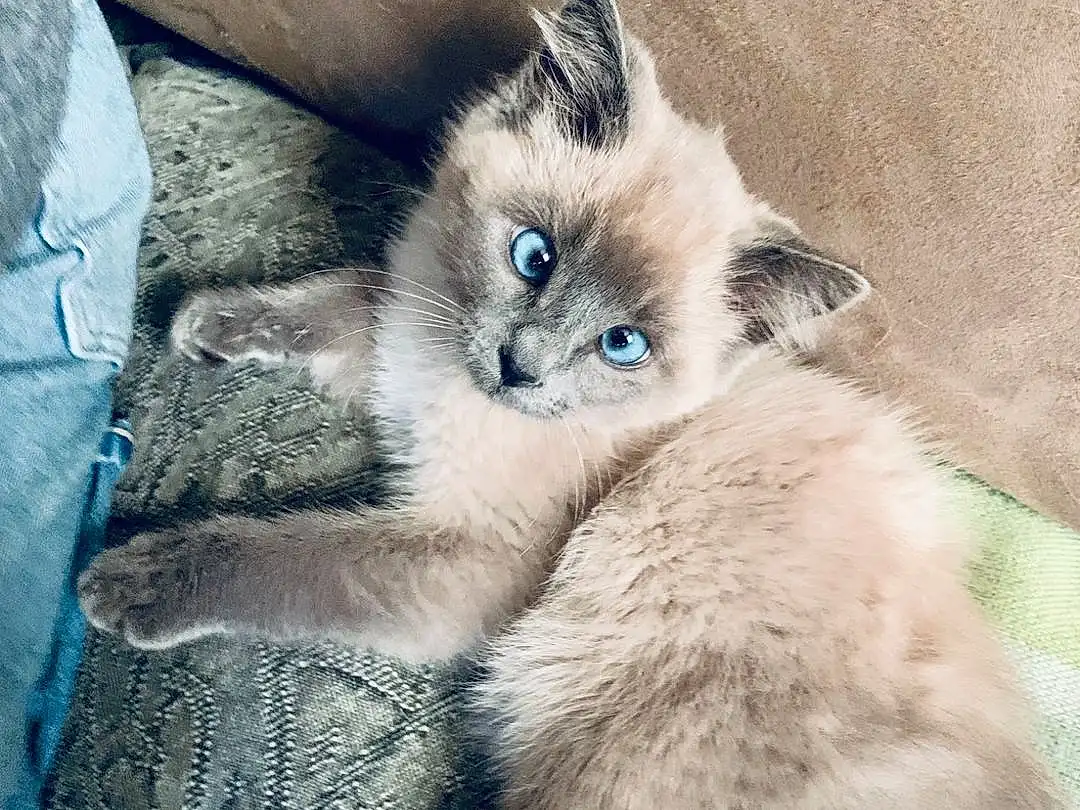 Cat, Carnivore, Felidae, Ragdoll, Fawn, Birman, Small To Medium-sized Cats, Whiskers, Thai, Balinese, Snout, Tail, Terrestrial Animal, British Longhair, Electric Blue, Furry friends, Paw, Domestic Short-haired Cat, Claw, Russian blue