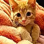 Cat, Felidae, Carnivore, Small To Medium-sized Cats, Comfort, Whiskers, Fawn, Snout, Tail, Furry friends, Paw, Close-up, Claw, Domestic Short-haired Cat, Terrestrial Animal, Cat Supply