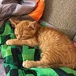 Cat, Comfort, Felidae, Carnivore, Sleeve, Orange, Small To Medium-sized Cats, Gesture, Whiskers, Fawn, Bag, Snout, Grass, Tail, Furry friends, Domestic Short-haired Cat, Claw, Terrestrial Animal, Wrinkle