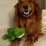 Dog, Dog breed, Carnivore, Liver, Companion dog, Fawn, Snout, Dog Supply, Working Animal, Tennis Ball, Whiskers, Canidae, Furry friends, Gun Dog, Retriever, Spaniel, Leaf Vegetable, Grass, Puppy