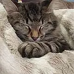 Cat, Eyes, Felidae, Carnivore, Comfort, Small To Medium-sized Cats, Grey, Whiskers, Snout, Paw, Close-up, Domestic Short-haired Cat, Furry friends, Nap, Terrestrial Animal, Sleep, Claw, Wrinkle, Tail