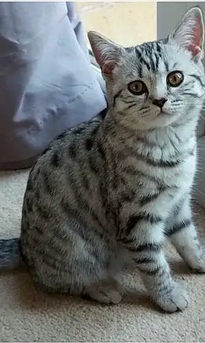 Name British Shorthair Cat Lacie