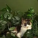 Plant, Cat, Felidae, Carnivore, Whiskers, Small To Medium-sized Cats, Tree, Groundcover, Tail, Snout, Twig, Grass, Terrestrial Animal, Painting, Domestic Short-haired Cat, Furry friends, Herb, Flowering Plant, Plant Stem, Shrub