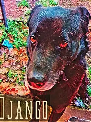 Name Australian Shepherd Dog Django