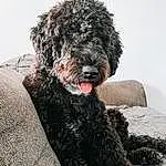 Dog, Water Dog, Carnivore, Grey, Dog breed, Companion dog, Toy Dog, Working Animal, Terrier, Poodle, Snout, Canidae, Furry friends, Maltepoo, Dog Supply, Labradoodle, Poodle Crossbreed, Puppy, Non-sporting Group