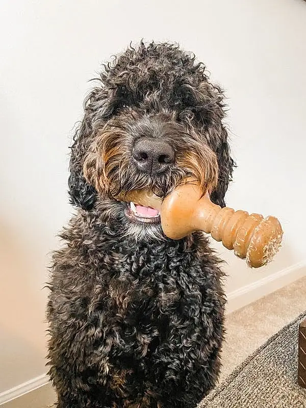 Dog, Water Dog, Carnivore, Dog breed, Companion dog, Toy Dog, Terrier, Poodle, Working Animal, Small Terrier, Poodle Crossbreed, Furry friends, Canidae, Labradoodle, Maltepoo, Working Dog, Yorkipoo, Terrestrial Animal, Non-sporting Group