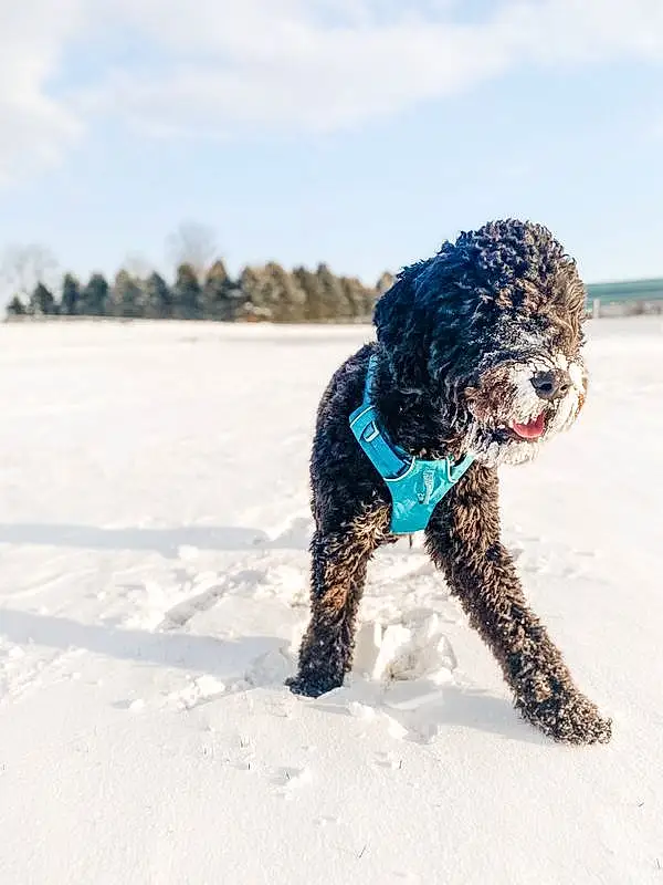 Dog, Cloud, Sky, Water Dog, Carnivore, Snow, Dog breed, Companion dog, Freezing, Poodle, Terrier, Toy Dog, Winter, Dog Collar, Electric Blue, Dog Supply, Collar, Canidae, Beach