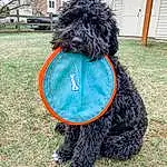 Dog, Outerwear, Dog breed, Plant, Carnivore, Dog Supply, Window, Grass, Collar, Companion dog, Headgear, Tree, Dog Clothes, Tail, Electric Blue, Wool, Lawn, Sky, Door
