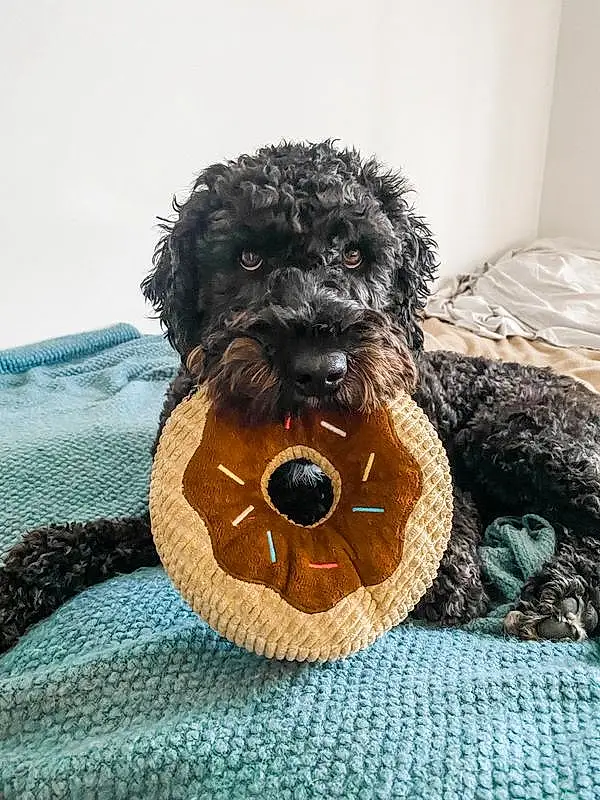 Dog, Water Dog, Dog Supply, Dog breed, Carnivore, Toy, Companion dog, Pet Supply, Toy Dog, Snout, Terrier, Dog Collar, Small Terrier, Working Animal, Furry friends, Dog Clothes, Canidae, Labradoodle, Poodle Crossbreed