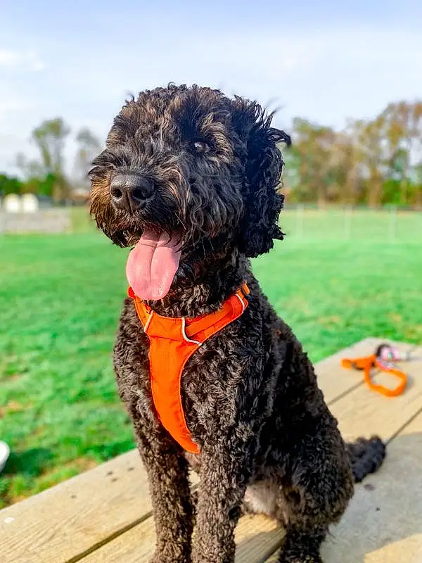 Dog, Sky, Water Dog, Dog breed, Carnivore, Cloud, Companion dog, Poodle, Tree, Snout, Collar, Canidae, Dog Collar, Terrier, Toy Dog, Furry friends, Grass, Working Animal, Non-sporting Group