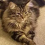 Cat, Felidae, Small To Medium-sized Cats, Carnivore, Whiskers, Grey, Snout, Tail, Maine Coon, Terrestrial Animal, Claw, Furry friends, Paw, Domestic Short-haired Cat, Plant, Grass, Wood, Road Surface, Sitting
