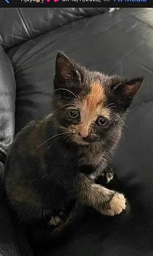 Name Ragdoll Cat Doris