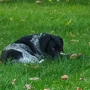 Name German shorthaired pointer Dog Caine