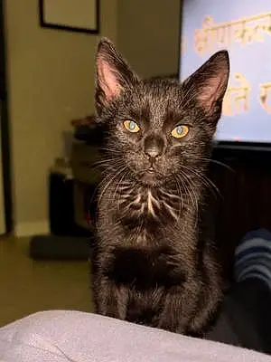 Name Cat Figaro