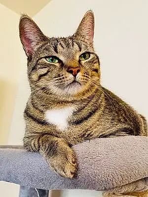 Name American Shorthair Cat Doris