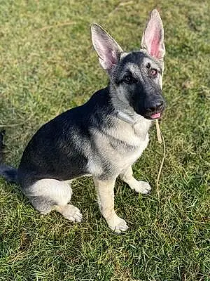 Name German Shepherd Dog Cannoli