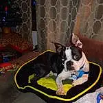 Dog, Dog breed, Dog Supply, Comfort, Carnivore, Fawn, Companion dog, Working Animal, Snout, Pet Supply, Boston Terrier, Toy Dog, Couch, Mesh, Event, Tail, Collar, Linens, Room