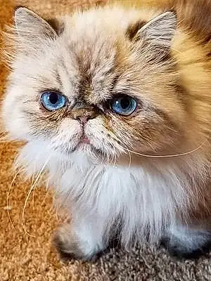 Name Persian Cat Asha
