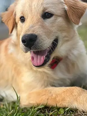 Name Golden Retriever Dog Bud