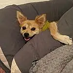 Dog, Dog Supply, Dog breed, Comfort, Carnivore, Couch, Ear, Fawn, Companion dog, Whiskers, Toy Dog, Snout, Working Animal, Chihuahua, Furry friends, Tail, Canidae, Bed