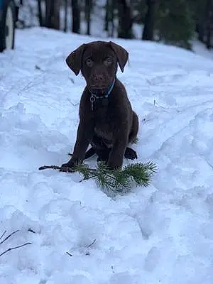 Name Labrador Retriever Dog Cedar