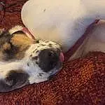 Dog, Dalmatian, Carnivore, Dog breed, Comfort, Fawn, Companion dog, Couch, Whiskers, Snout, Working Animal, Terrestrial Animal, Paw, Furry friends, Foot, Human Leg, Domestic Short-haired Cat, Puppy love, Nap