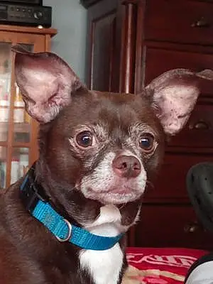 Chihuahua Dog Jr.