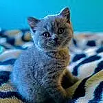 Cat, Blue, Carnivore, Felidae, Small To Medium-sized Cats, Whiskers, Grey, Fawn, Snout, Russian blue, Electric Blue, Domestic Short-haired Cat, Furry friends, Comfort, Tail, Paw, Claw, Terrestrial Animal
