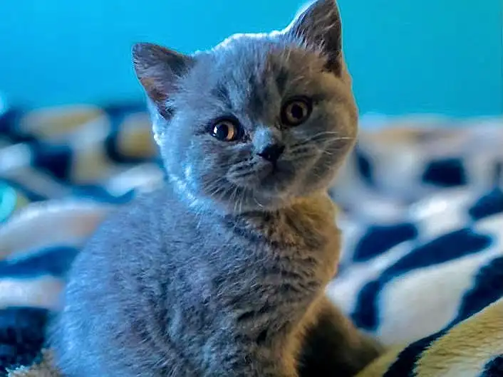 Cat, Blue, Carnivore, Felidae, Small To Medium-sized Cats, Whiskers, Grey, Fawn, Snout, Russian blue, Electric Blue, Domestic Short-haired Cat, Furry friends, Comfort, Tail, Paw, Claw, Terrestrial Animal
