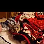 Cat, Comfort, Textile, Carnivore, Felidae, Whiskers, Small To Medium-sized Cats, Tints And Shades, Linens, Bag, Pattern, Carmine, Bed, Bedding, Furry friends, Room, Magenta, Bed Sheet, Flesh, Darkness
