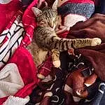 Cat, Felidae, Carnivore, Textile, Comfort, Small To Medium-sized Cats, Whiskers, Fawn, Lap, Linens, Pattern, Furry friends, Domestic Short-haired Cat, Bag, Human Leg, Claw, Carmine, Magenta, Paw, Nap