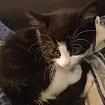 Cat, Whiskers, Small To Medium-sized Cats, Felidae, Nose, Kitten, Carnivore, Snout, Eyes, Domestic Short-haired Cat, Furry friends, Ear, Black-and-white, Norwegian Forest Cat, European Shorthair