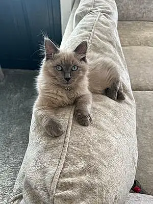Name Ragdoll Cat Grey