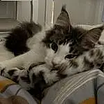Cat, Comfort, Carnivore, Felidae, Whiskers, Small To Medium-sized Cats, Snout, Domestic Short-haired Cat, Paw, Bed, Furry friends, Tail, Claw, Nap, Room, Sleep, Bedding, Linens, Monochrome, Black & White