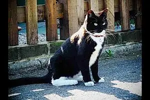 Name British Shorthair Cat Hammy