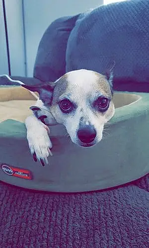 Name Chihuahua Dog Burrito