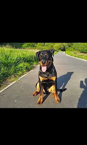 Name Rottweiler Dog Kaiser