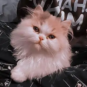 Name Persian Cat Khaleesi